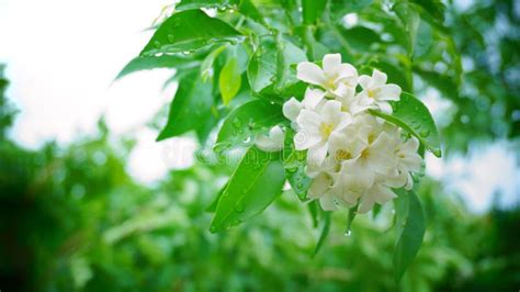 Orange Jasmine In The Garden Stock Image Image Of Bloom Fragrant