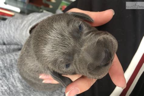 Blue ridge weimaraner's has 30+ years of experience raising & loving puppies. Blue Puppies: Weimaraner puppy for sale near Bloomington ...