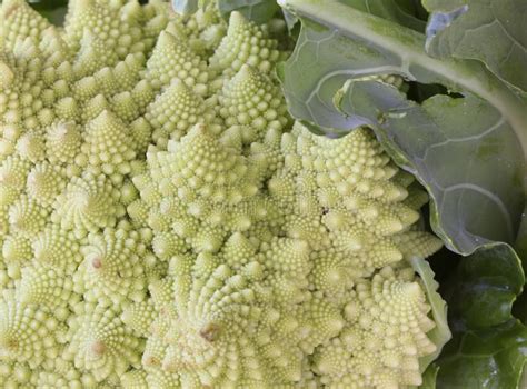 Macro Of Romanesco Broccoli Or Roman Cauliflower With Its Fractal