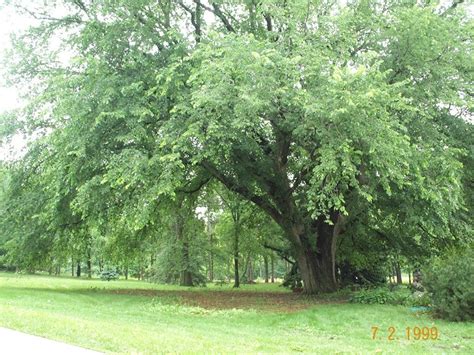 St Croix American Elm Pahls Market Apple Valley Mn