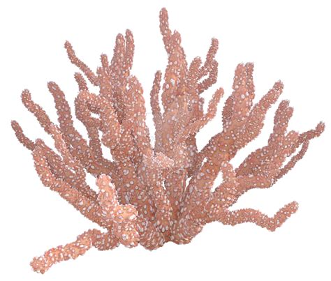 Coral Png Overlay By Lewis4721 On Deviantart