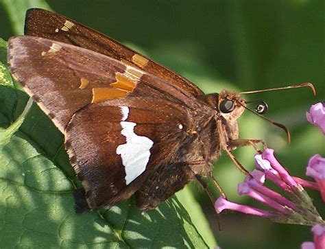 Silver Spotted Skipper Butterfly Species I Have Seen Pinterest