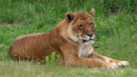 Ligers And Tigons And Zorses Oh My Are These Hybrid Animals Real