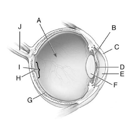 Printable Eye Diagram Quiz Unlabeled 101 Diagrams