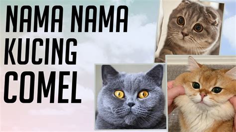 Bong cha adalah nama yang indah untuk kucing betina yang artinya gadis pamungkas. Nama Kucing Yang Bagus Dalam Islam - 81021+ Nama Untuk ...