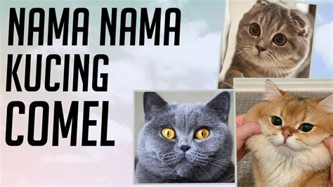 Nama kucing jantan dan artinya. Nama Kucing Kembar Jantan Dan Betina lucu - Kucing Betina ...