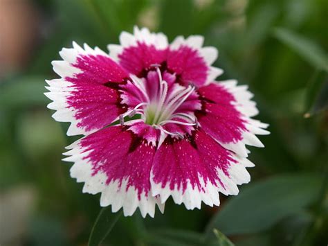 Dianthus Flower Flower Bonito Dianthus Hd Wallpaper Peakpx