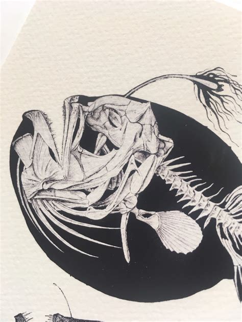 Angler Fish Skeleton Scientific Anatomy Drawing Oe 01 Fine Etsy