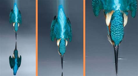 Incredible Kingfisher Photo Took 6 Years And 720000 Attempts Beopeo