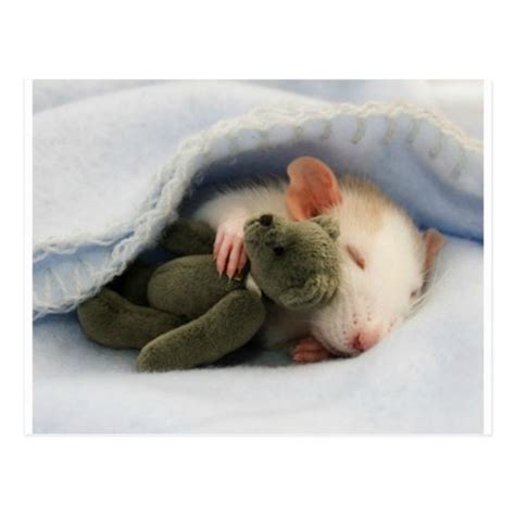 Cute Rat Sleeping With Teddy Postcard