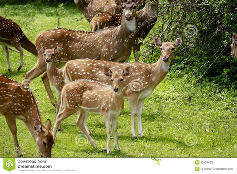 A Pack Of Vigilant Spotted Deer Stock Image Image Of Forest