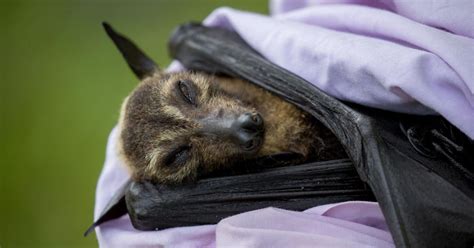 A Heat Wave In Australia Killed 23 000 Spectacled Flying Foxes