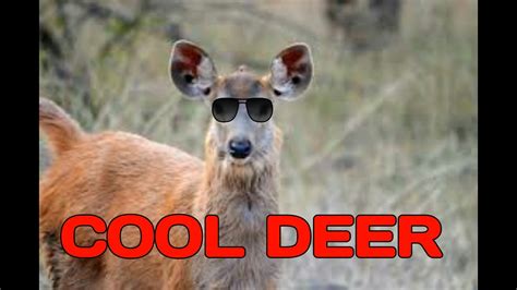 Funny Deer Youtube