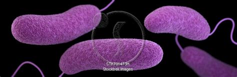 3d Illustration Of The Vibrio Parahaemolyticus Bacteria Stocktrek Images