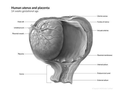 Anatomic Uterus And Placenta Evelyn Lockhart