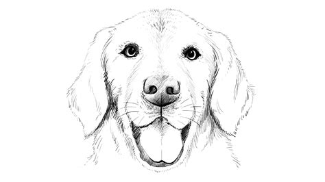 Image Result For Golden Retriever Drawing Step By Step Dog Face