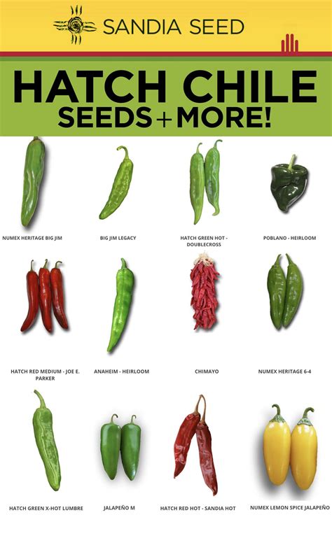 How To Grow Hatch Chile Sandia Seed Company Hatch Chile Hot Pepper