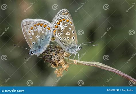 Two Silver Studded Blue Butterflies Plebejus Argus Mating Stock Image