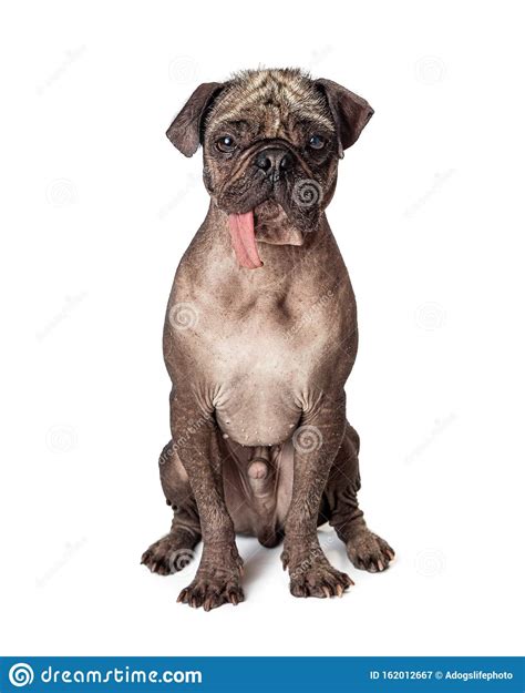 Funny Hairless Ugly Pug Dog Tongue Hanging Out Stock Image