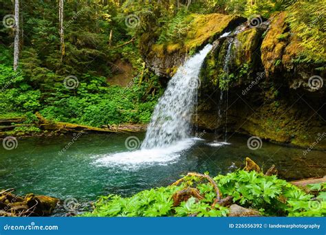 Iron Creek Falls In Ford Pinchot National Forest Washington State