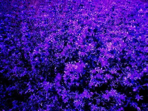 Violets Violet Flower Pansies Flowers Blue Roses Wallpaper