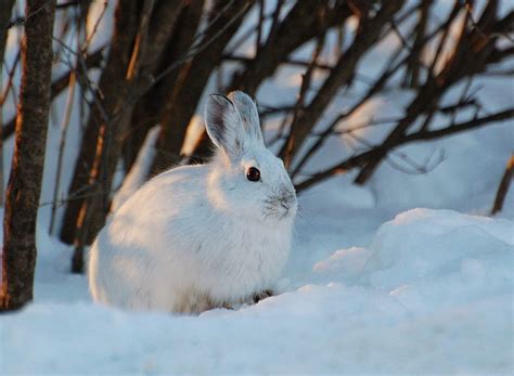 Suzanne Britton Nature Photography Snowshoe Hare Snowshoe Hare Hare