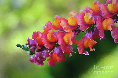 Colorful Snapdragon Photograph By Kaye Menner Fine Art America
