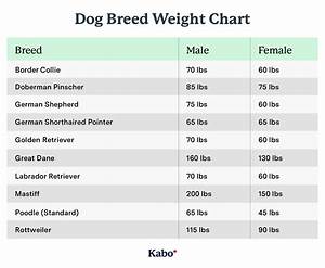 The Ultimate Puppy Feeding Guide Kabo