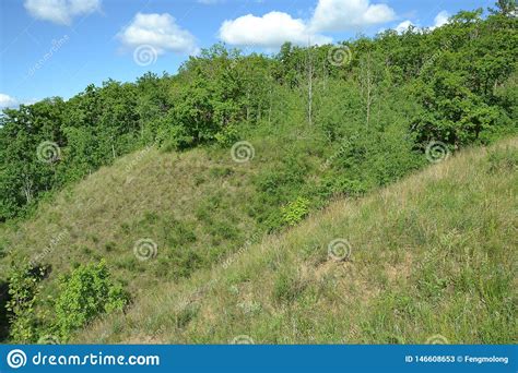 Dense Spring Forest On The Slopes Of A Gully Hill Stock Image Image