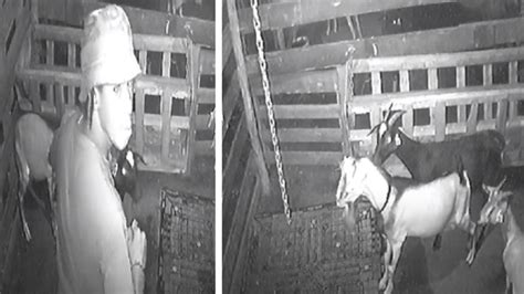 goat thief caught on camera skilfully at work watch video tgm radio