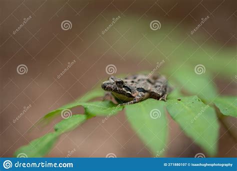 Small Cricket Frog On A Fern Frond Stock Image Image Of Outdoors