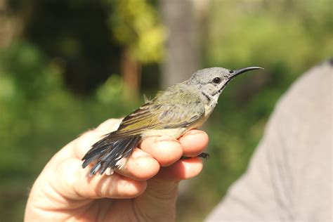 BlackSunbird_Female_1 - EcoEvo@TCD