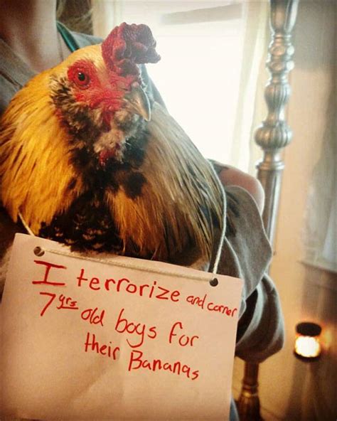 Funniest Chicken Shaming Signs Of The Year 26 Pics