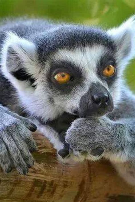 Pin By Mary Coln On Lemur Cute Animals Animals Koala Bear