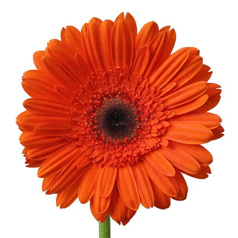 Dark Orange Super Gerbera Daisy Wholesale Flowers Fiftyflowers