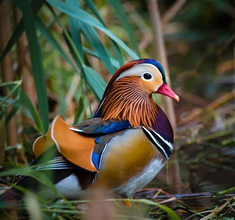 10 Most Interesting Facts About Mandarin Ducks