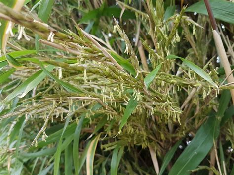 Based on what factor does the fullness meter return to mint. Bamboo Flowering???? — BBC Gardeners' World Magazine