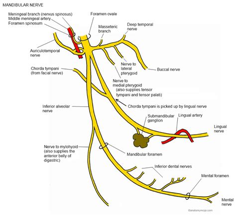 World Of Dentistry Branches Of Mandibular Nerve