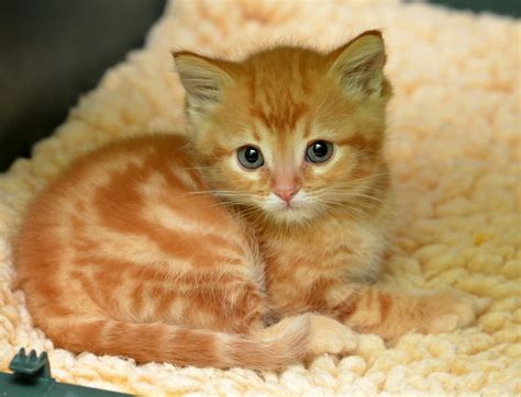 Sweet Orange Kitten Pretty Cats Cute Cats And Kittens Kittens And