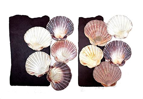 Sea Shells 10 Flat Scallop Seashells Lovely Natural Shell Etsy In