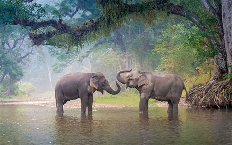 Download Wallpapers 4k Elephants River Wildlife Thailand Asia For