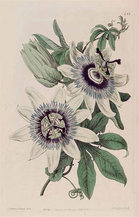 Related Image Vintage Botanical Prints Botanical Illustration