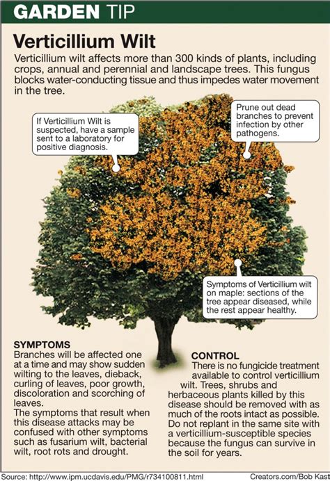 They all have the same thing in … japanese maple tree diseases pictures / verticillium wilt japanese maple diseases pictures. Verticillium Wilt can damage tree tissue