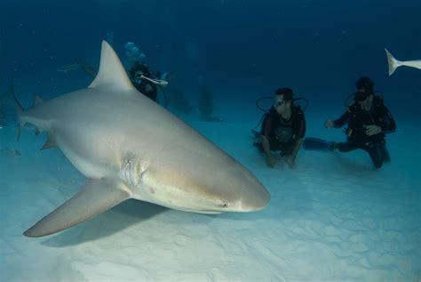 Diving With Bull Sharks Pro Dive International
