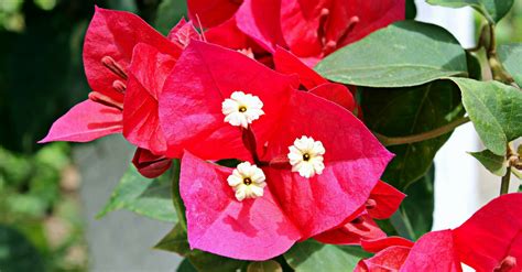 Flores Comuns No Brasil