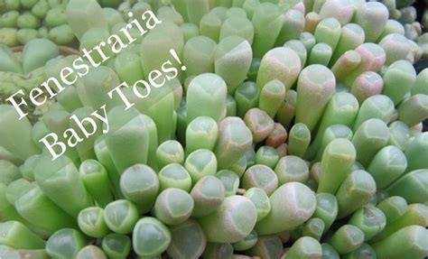 Species Spotlight Fenestraria Baby Toes The Succulent Eclectic