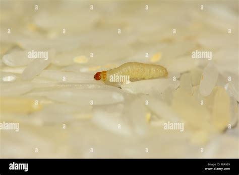 Worm On Rice Grains Stock Photo Alamy
