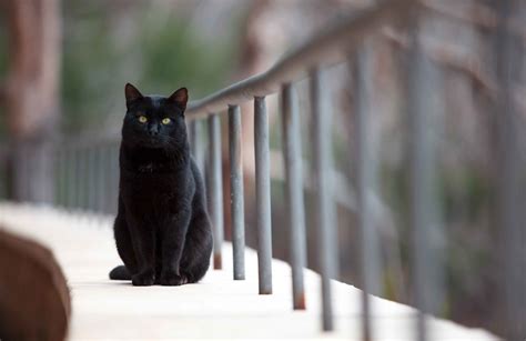 Black Cats And Halloween Fact V Fiction Readers Digest Asia