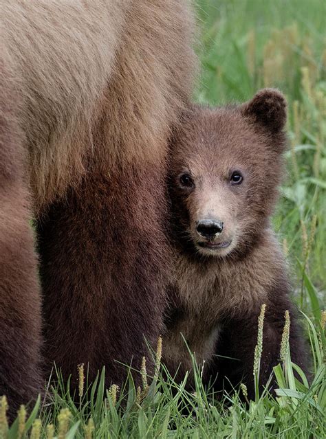 Brown Bear Cub Photograph By Linda D Lester