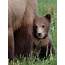 Brown Bear Cub Photograph By Linda D Lester